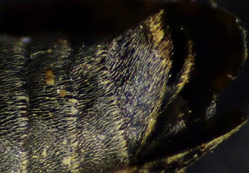 Réf. 323 604 : Leiopus sp.